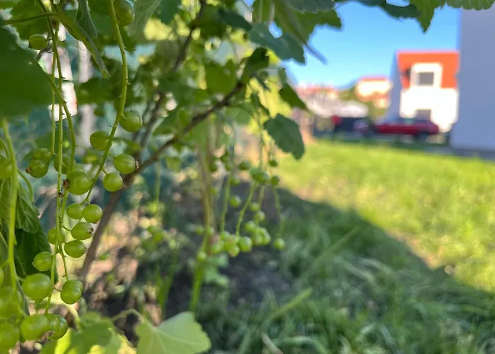 Lägenhet Mikulovske Zahrady Mikulov